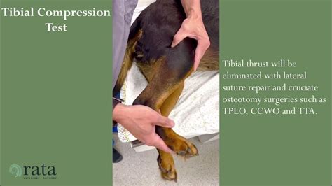 modified tibial compression test|tibial thrust vs cranial drawer.